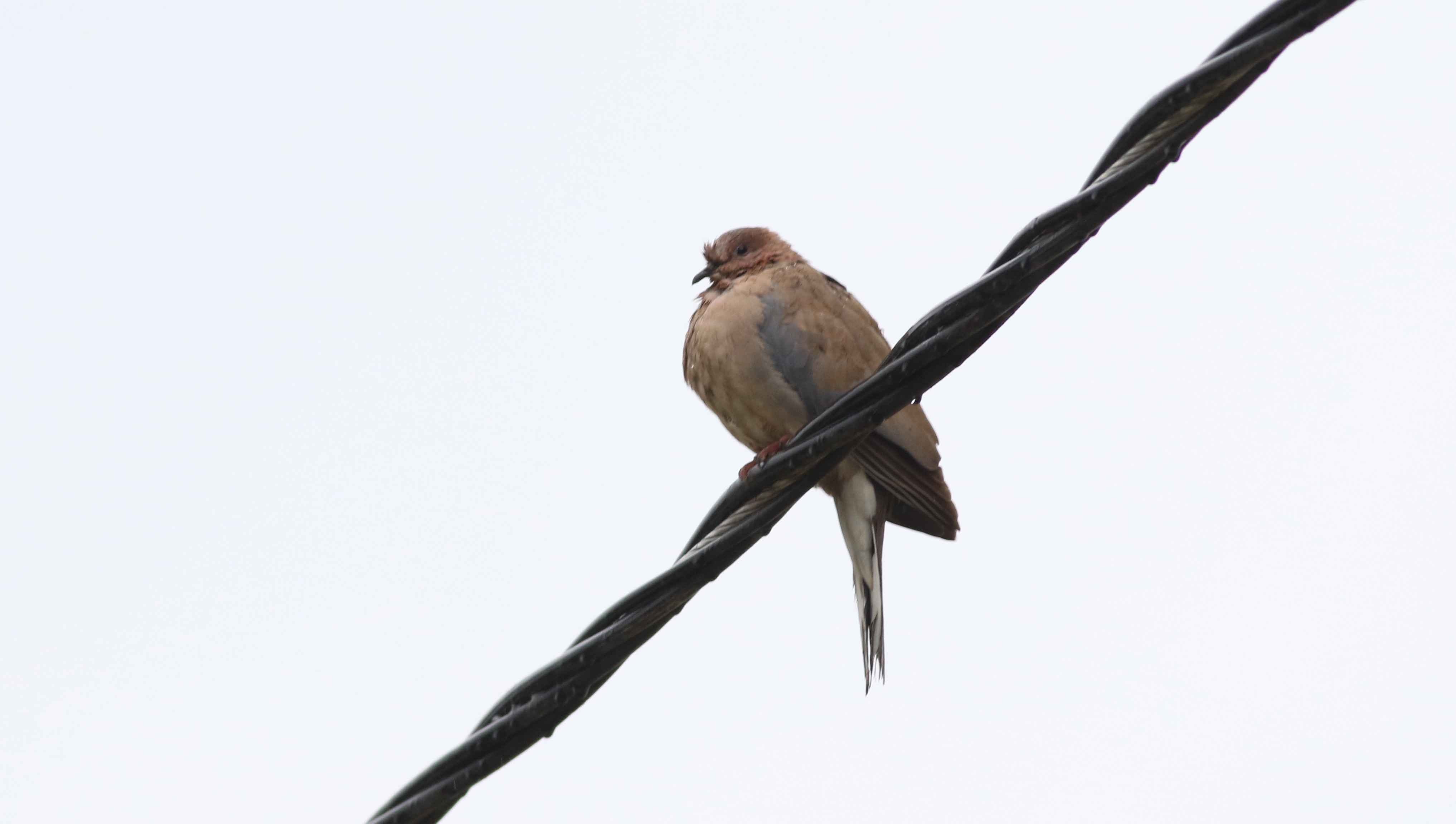 Laughing Dove